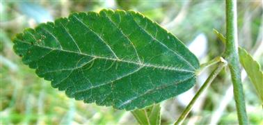  Leaf
